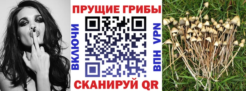 ОМГ ОМГ онион  где можно купить наркотик  Великий Новгород  Галлюциногенные грибы Psilocybe 
